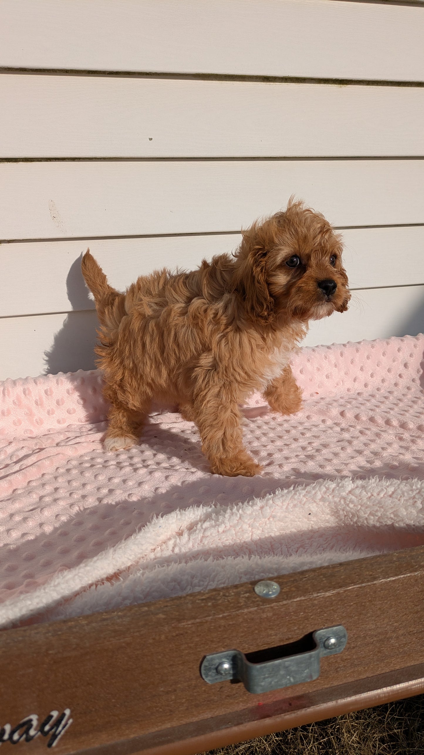 CAVAPOO (01/17) FEMALE