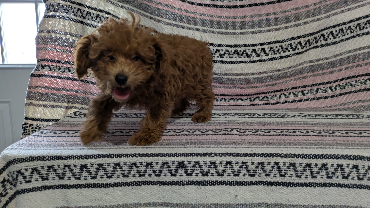 TOY POODLE (11/02) FEMALE