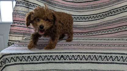 TOY POODLE (11/02) FEMALE