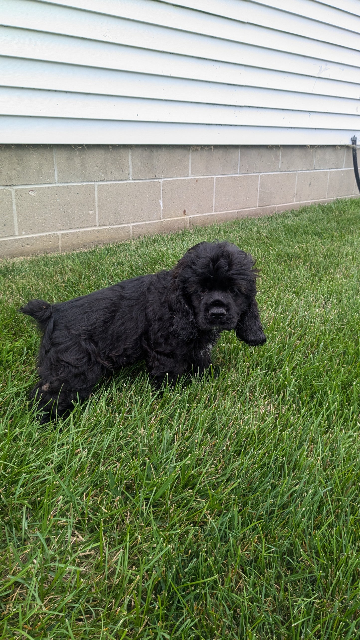 COCKER SPANIEL (05/01) MALE