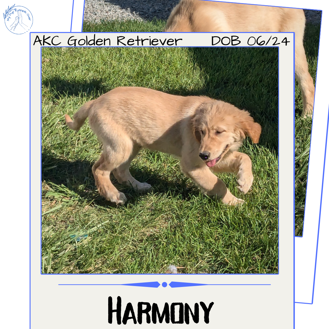 GOLDEN RETRIEVER (06/24) FEMALE