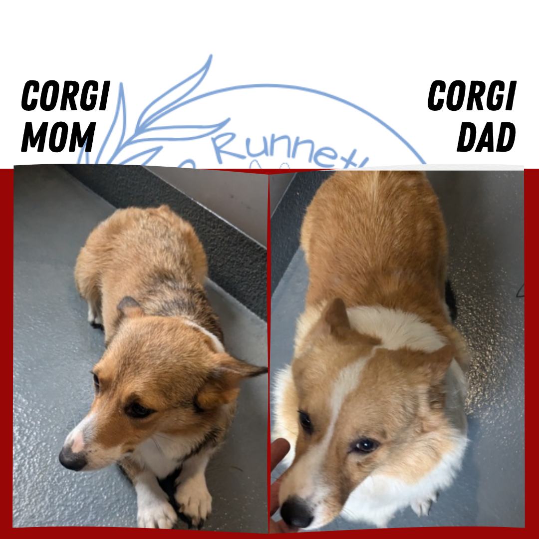 CORGI (12/19) MALE