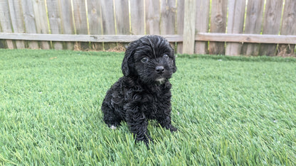 COCKAPOO (06/28) FEMALE