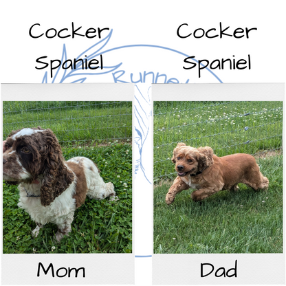 COCKER SPANIEL (06/21) FEMALE