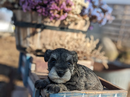 MINI SCHNAUZER (12/27/23) FEMALE