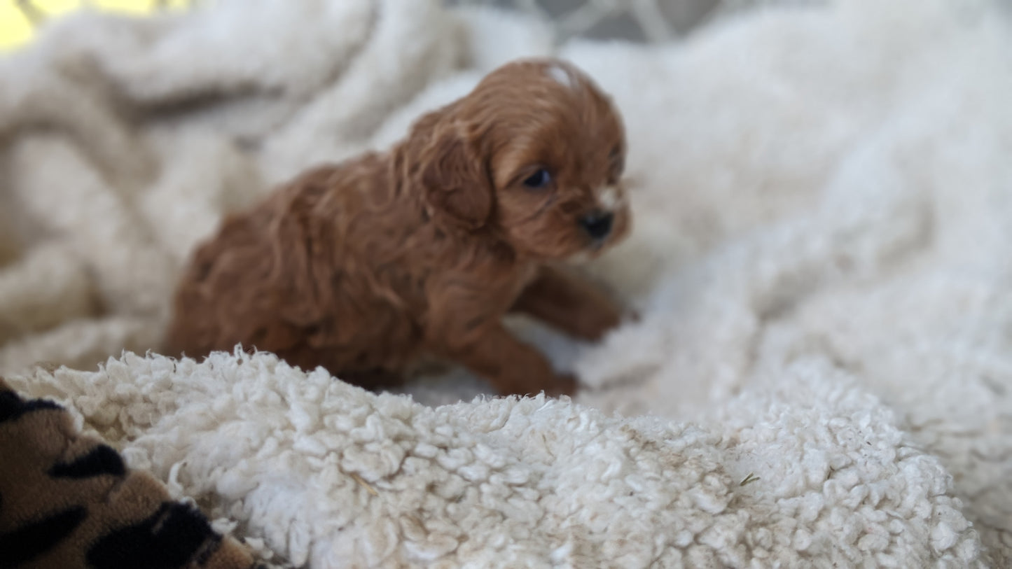 CAVAPOO (05/12) FEMALE