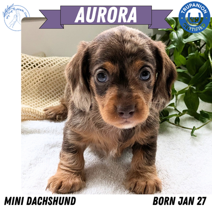 MINI DACHSHUND (01/27) FEMALE