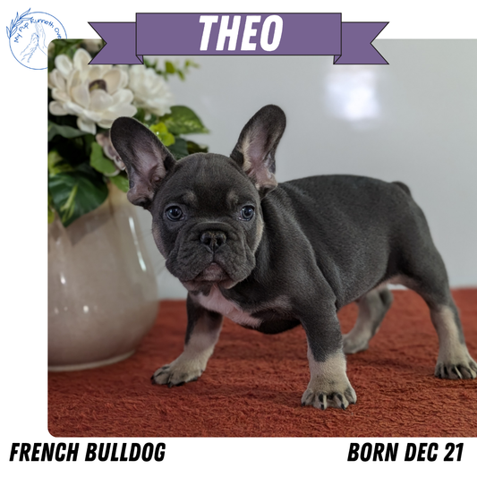 FRENCH BULLDOG (12/21) MALE