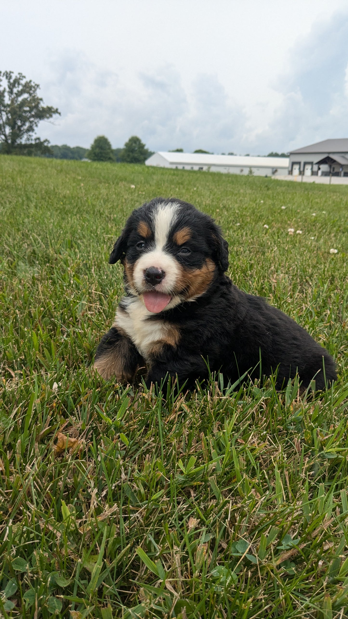 BERNESE MOUNTAIN DOG (06/03) FEMALE