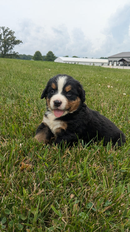 BERNESE MOUNTAIN DOG (06/03) FEMALE