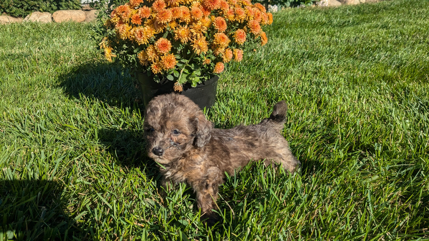 TOY POODLE (08/24) MALE