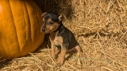 MINI PINSCHER (08/25) FEMALE