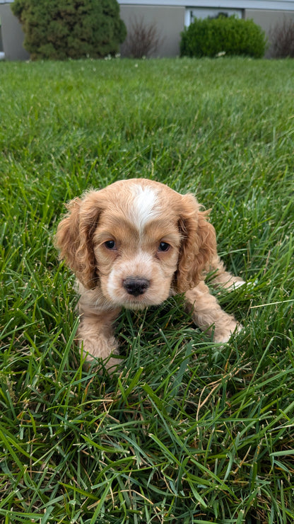 COCKER SPANIEL (06/16) MALE