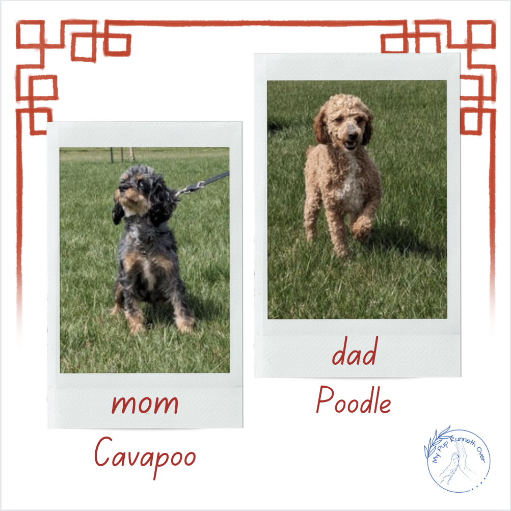 CAVAPOO (03/07) FEMALE