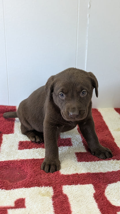 LABRADOR RETRIEVER (11/03) FEMALE