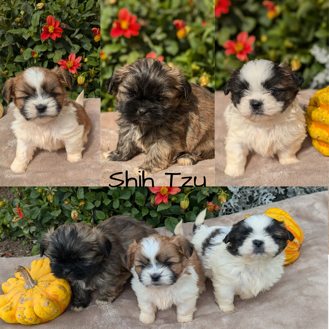 SHIH TZU (09/06) FEMALE