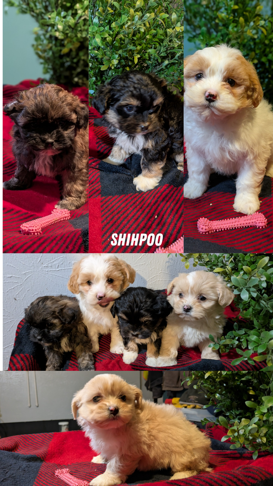 SHIHPOO (11/17) FEMALE