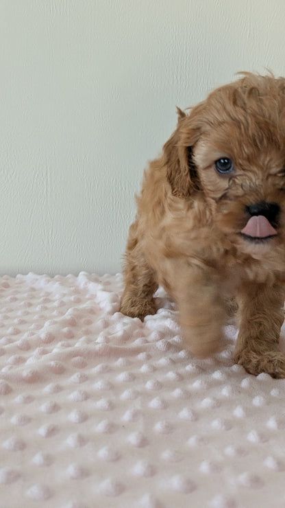 CAVAPOO (12/31) MALE