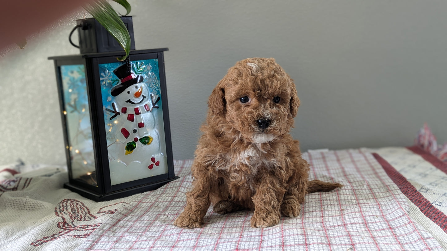 MINI GOLDENDOODLE (12/09) MALE