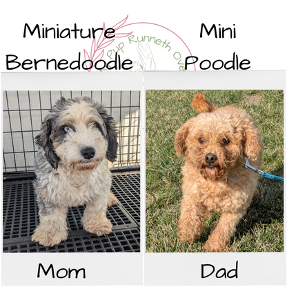 MINI BERNEDOODLE (10/14) FEMALE