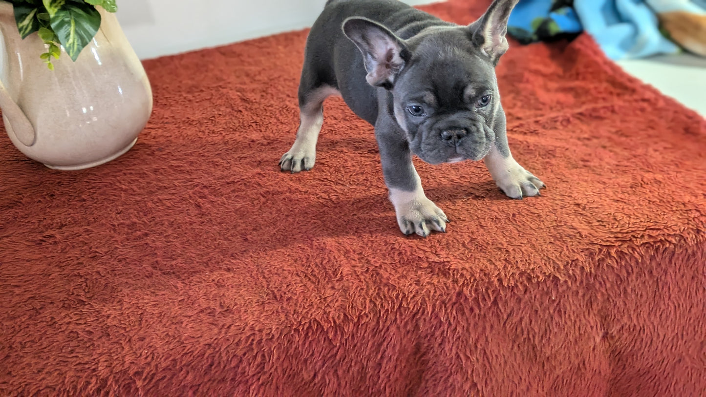 FRENCH BULLDOG (12/21) MALE