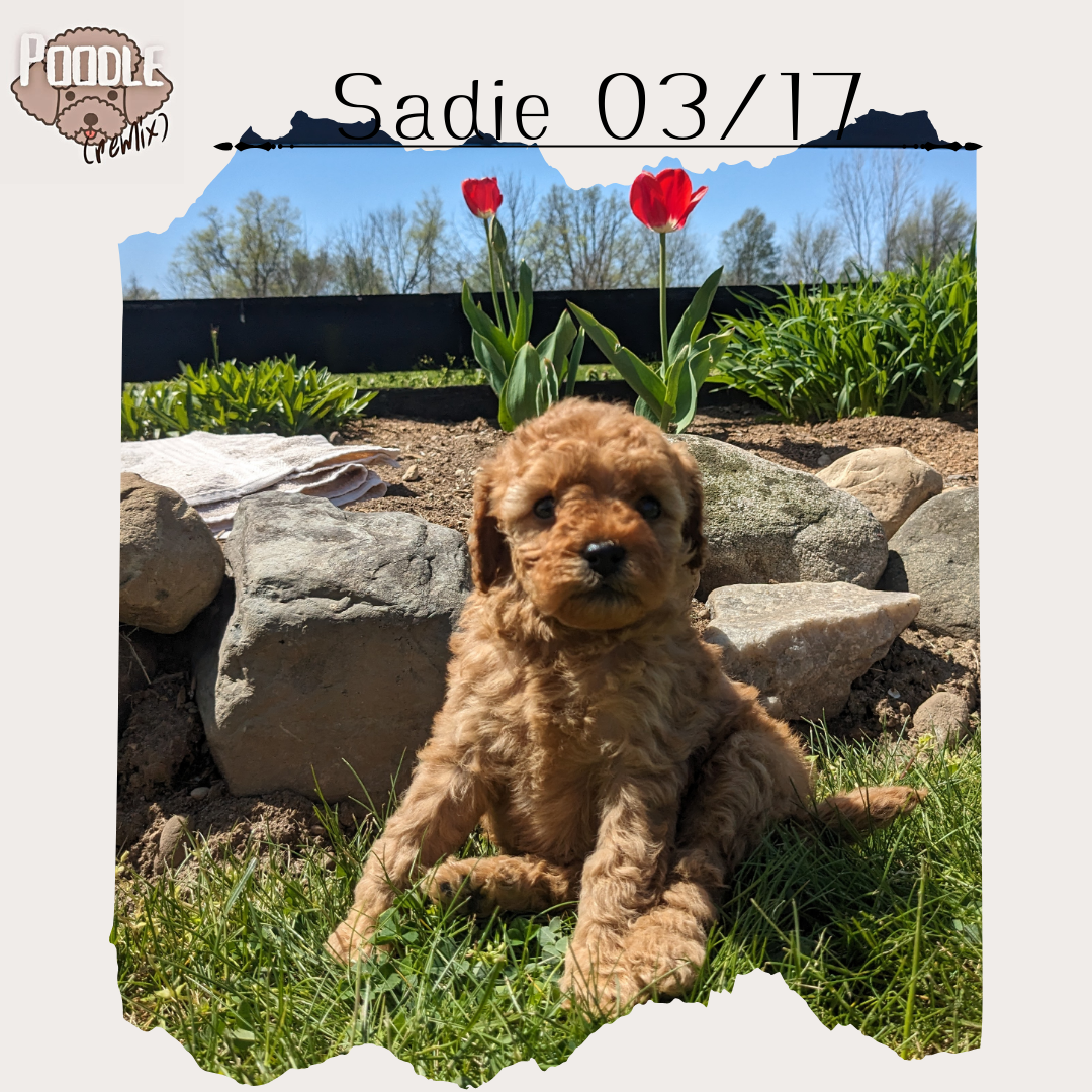 CAVAPOO (03/17) FEMALE