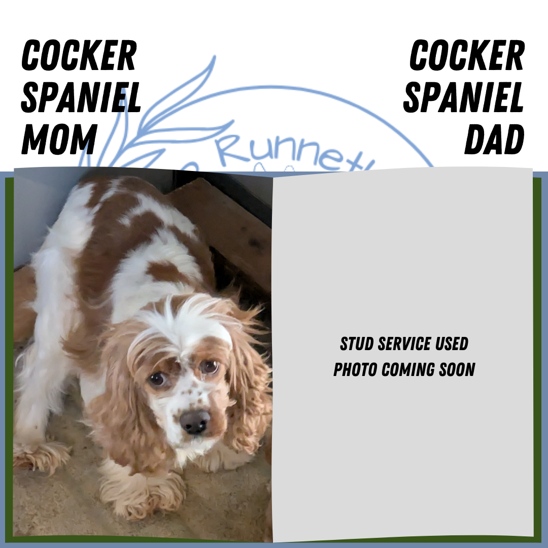 COCKER SPANIEL (12/18) FEMALE