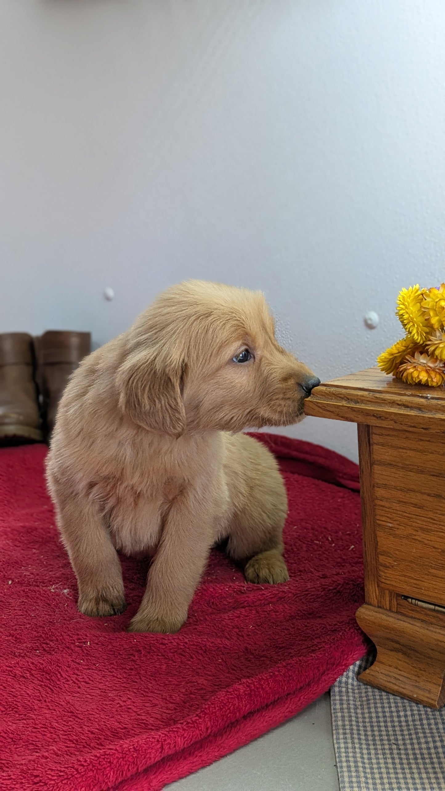 GOLDEN RETRIEVER (11/17) MALE