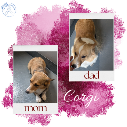 CORGI (06/02) MALE