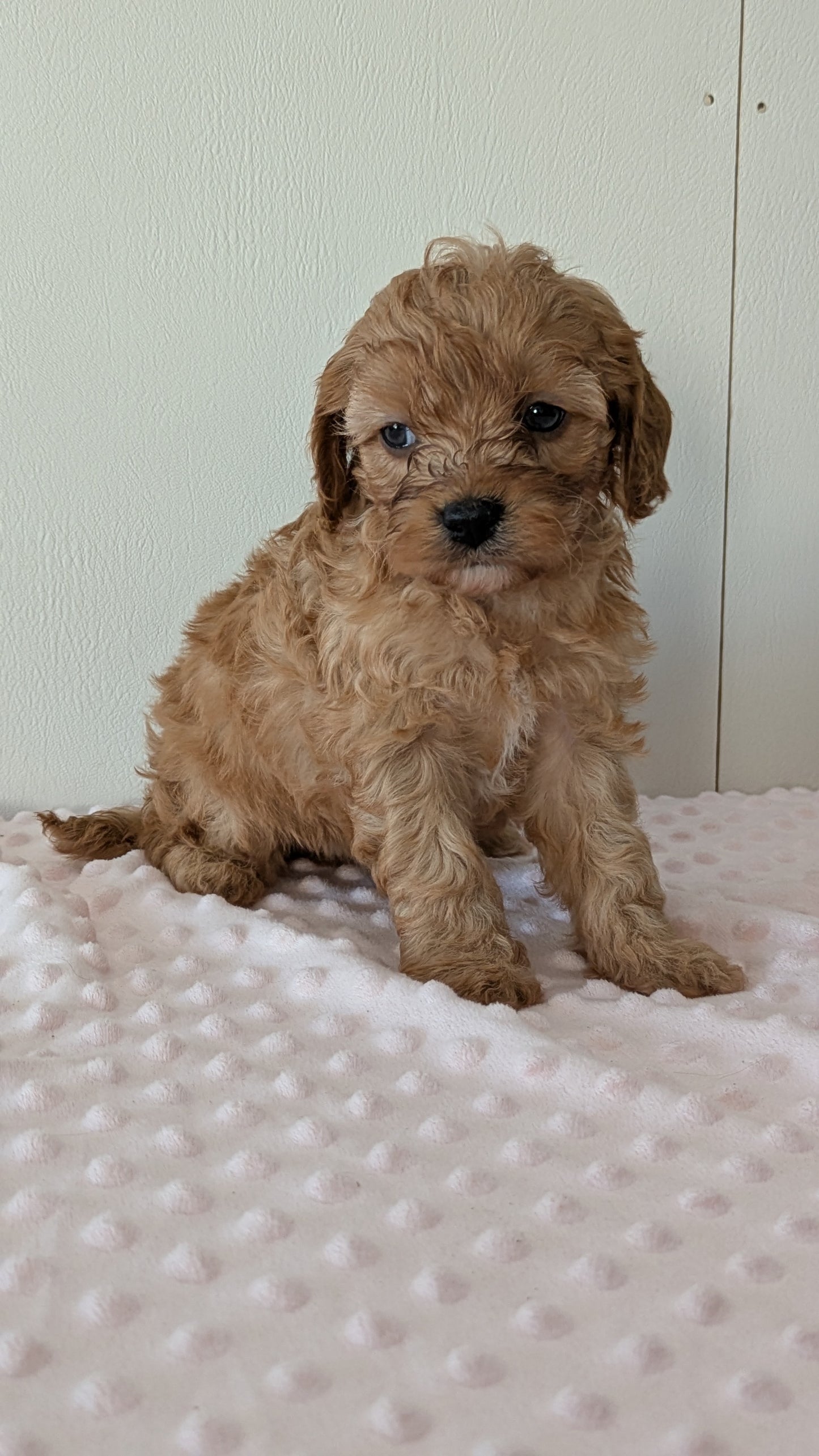 CAVAPOO (12/31) MALE