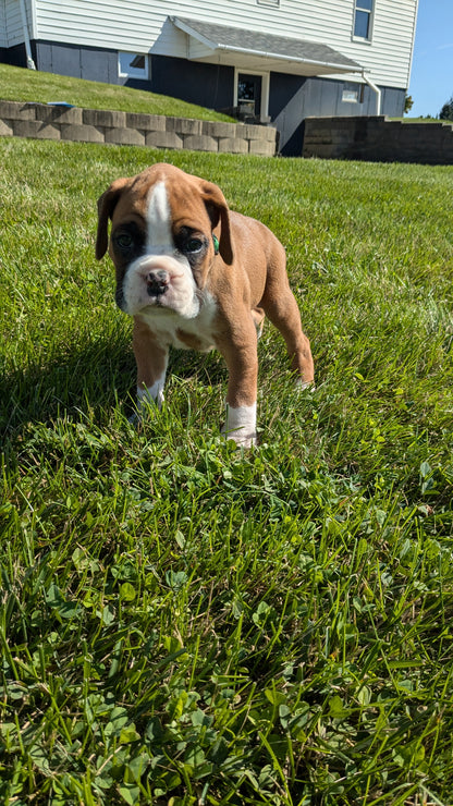 BOXER (08/27) MALE