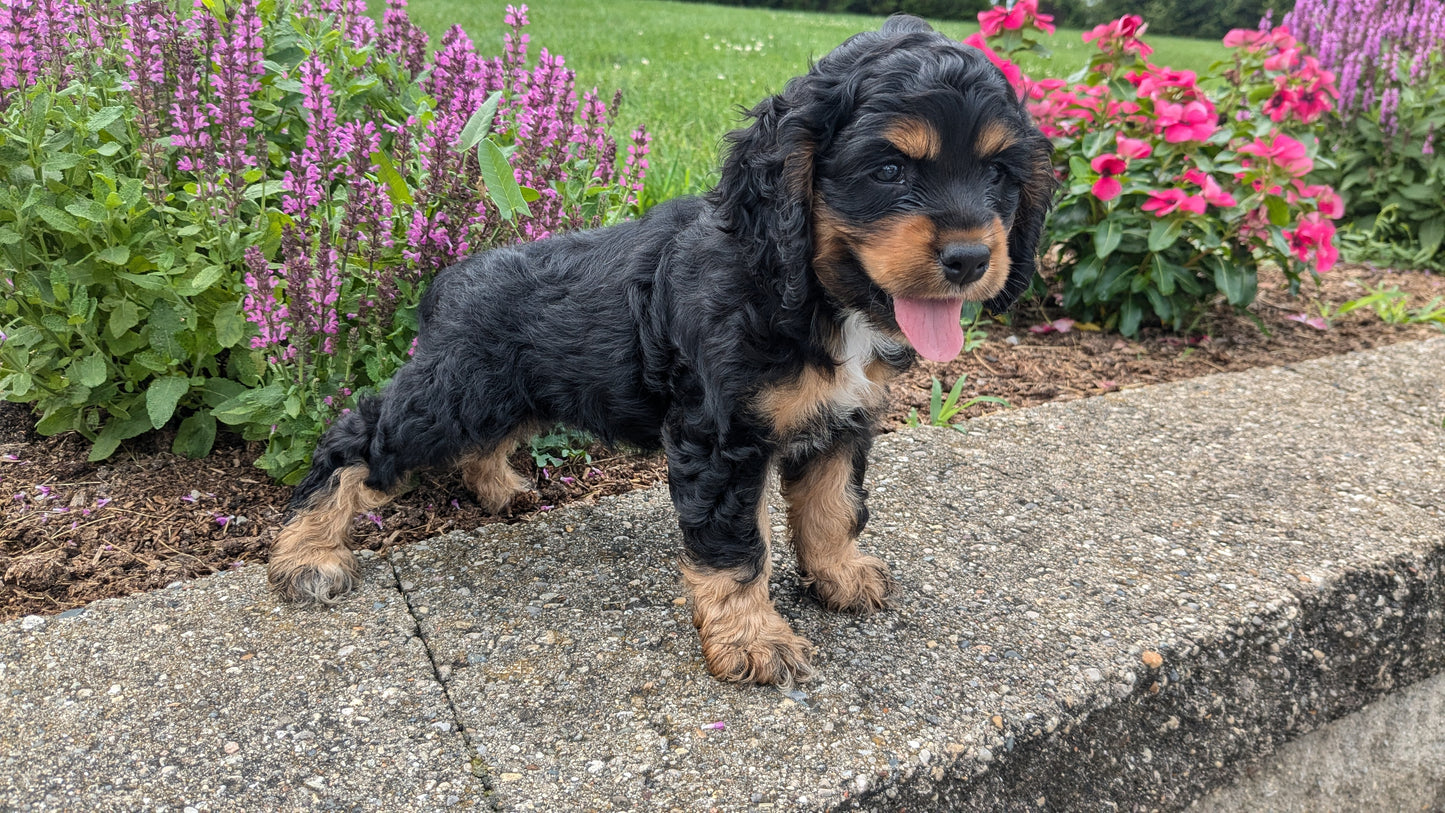 COCKER SPANIEL (06/16) FEMALE