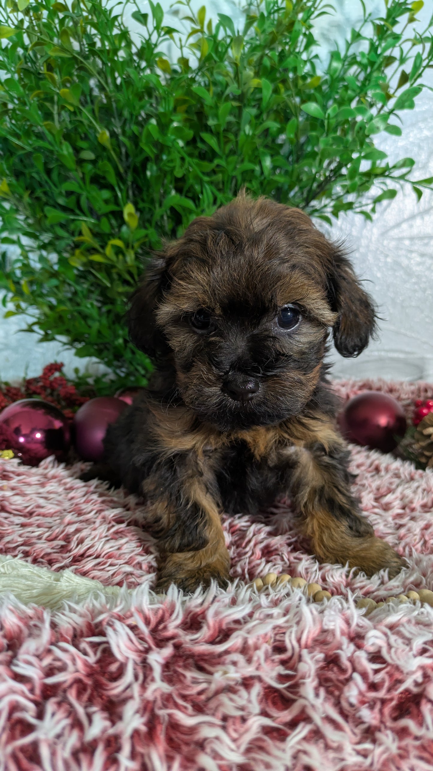 SHIHPOO (10/19) MALE