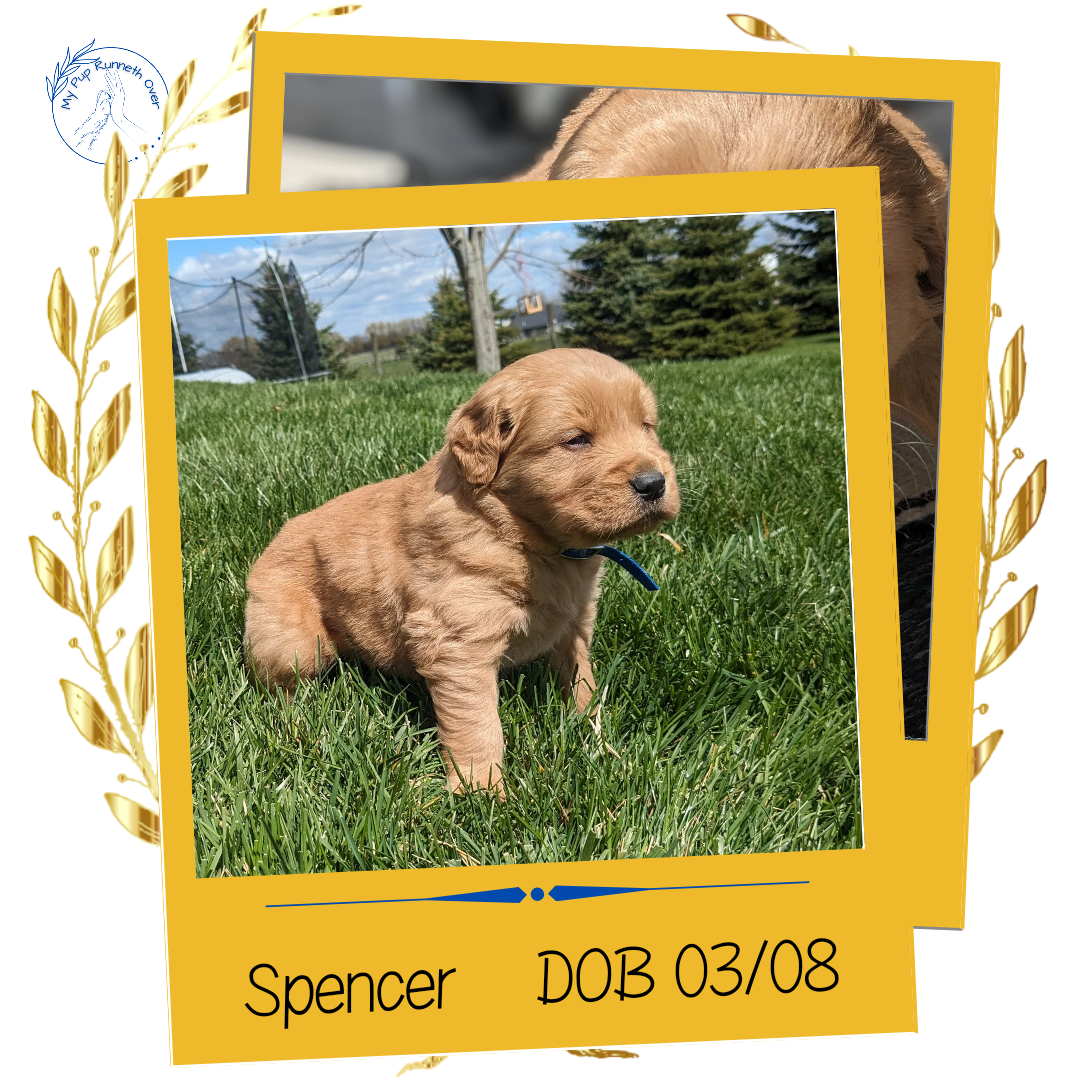 GOLDEN RETRIEVER (03/08) MALE