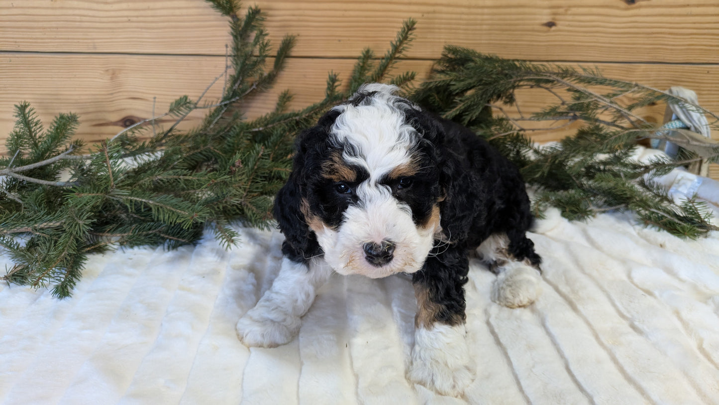 MINI BERNEDOODLE (11/28) FEMALE