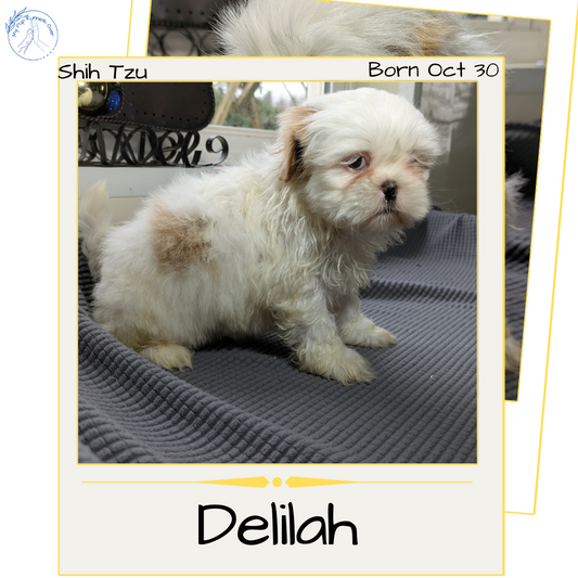 SHIH TZU (10/30) FEMALE