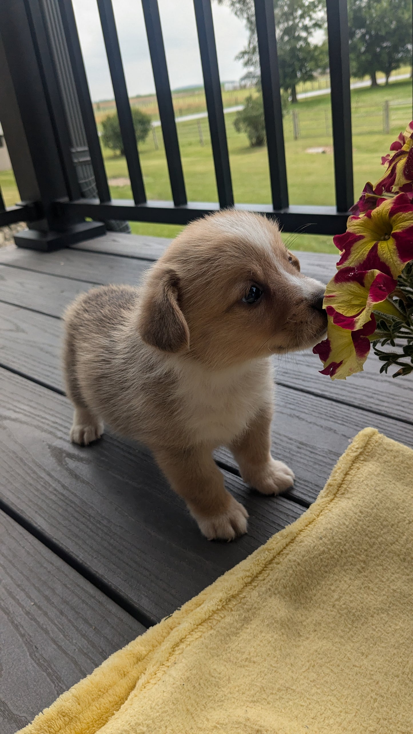 CORGI (06/02) MALE