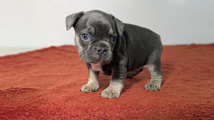 FRENCH BULLDOG (12/21) FEMALE