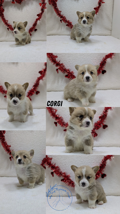 CORGI (12/19) MALE