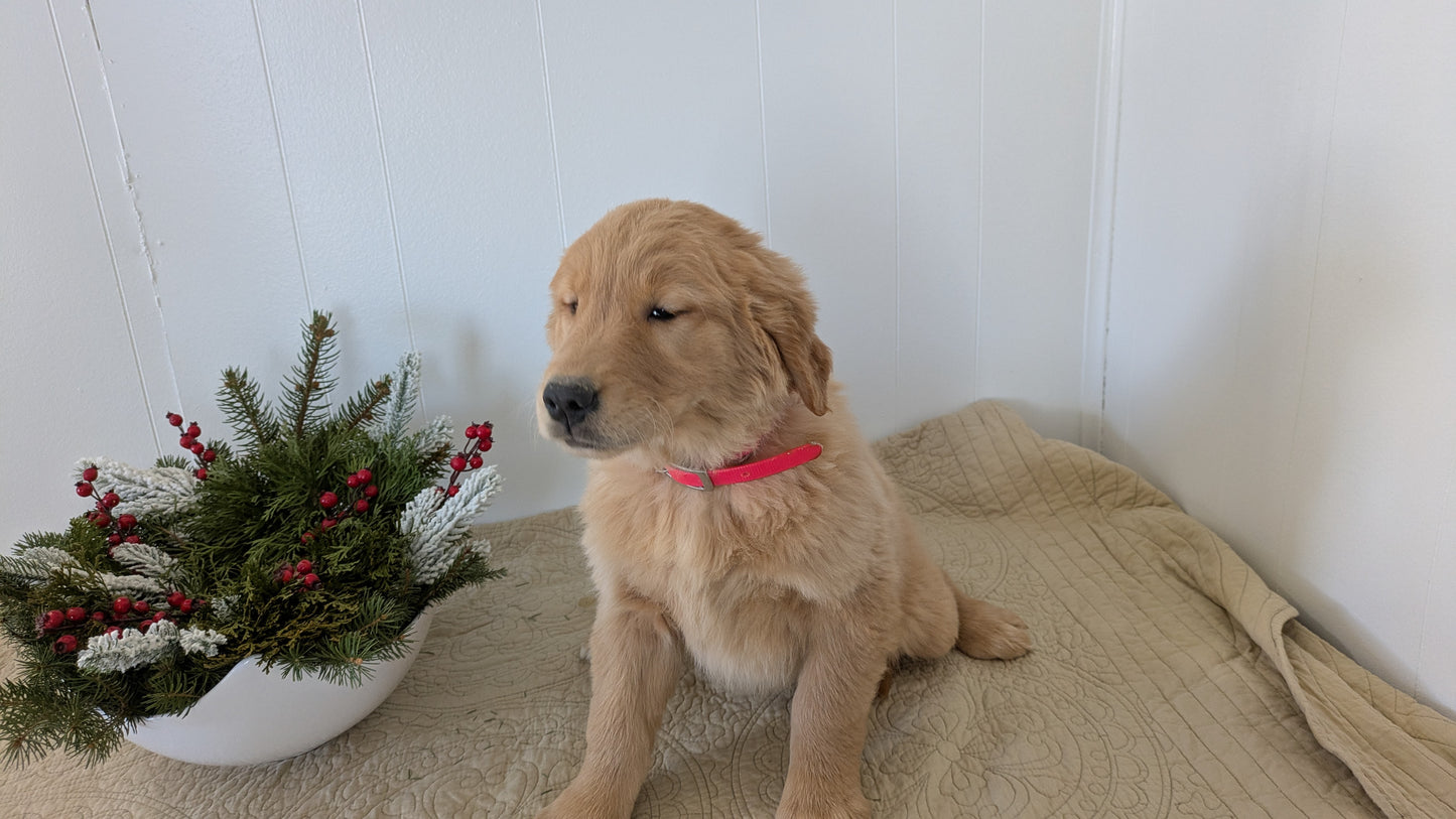 GOLDEN RETRIEVER (11/13) FEMALE