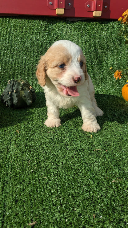 CAVAPOO (08/13) FEMALE