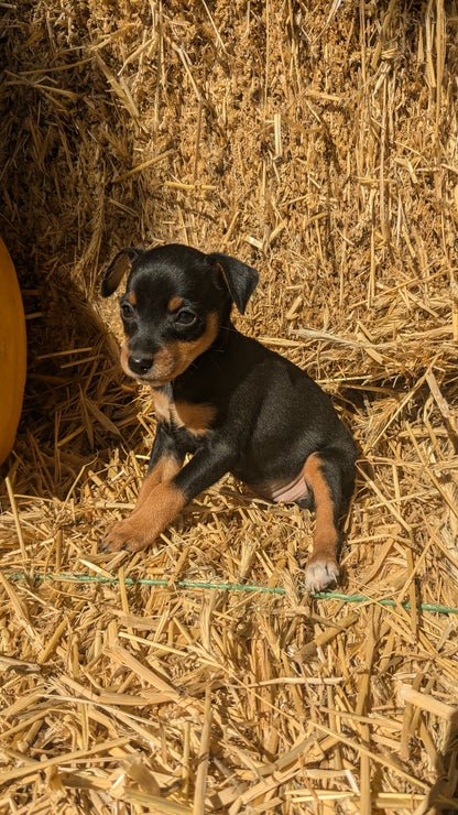 MINI PINSCHER (08/25) FEMALE