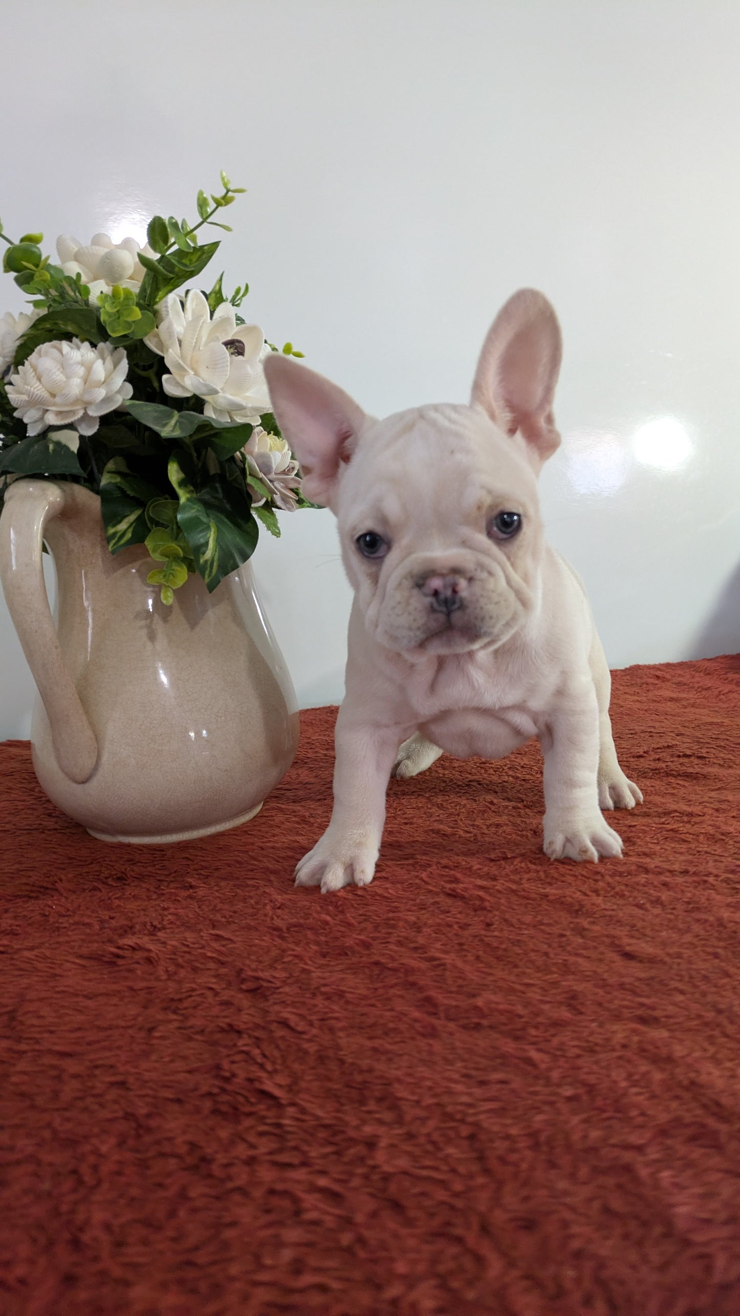 FRENCH BULLDOG (12/21) FEMALE