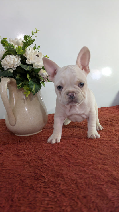 FRENCH BULLDOG (12/21) FEMALE