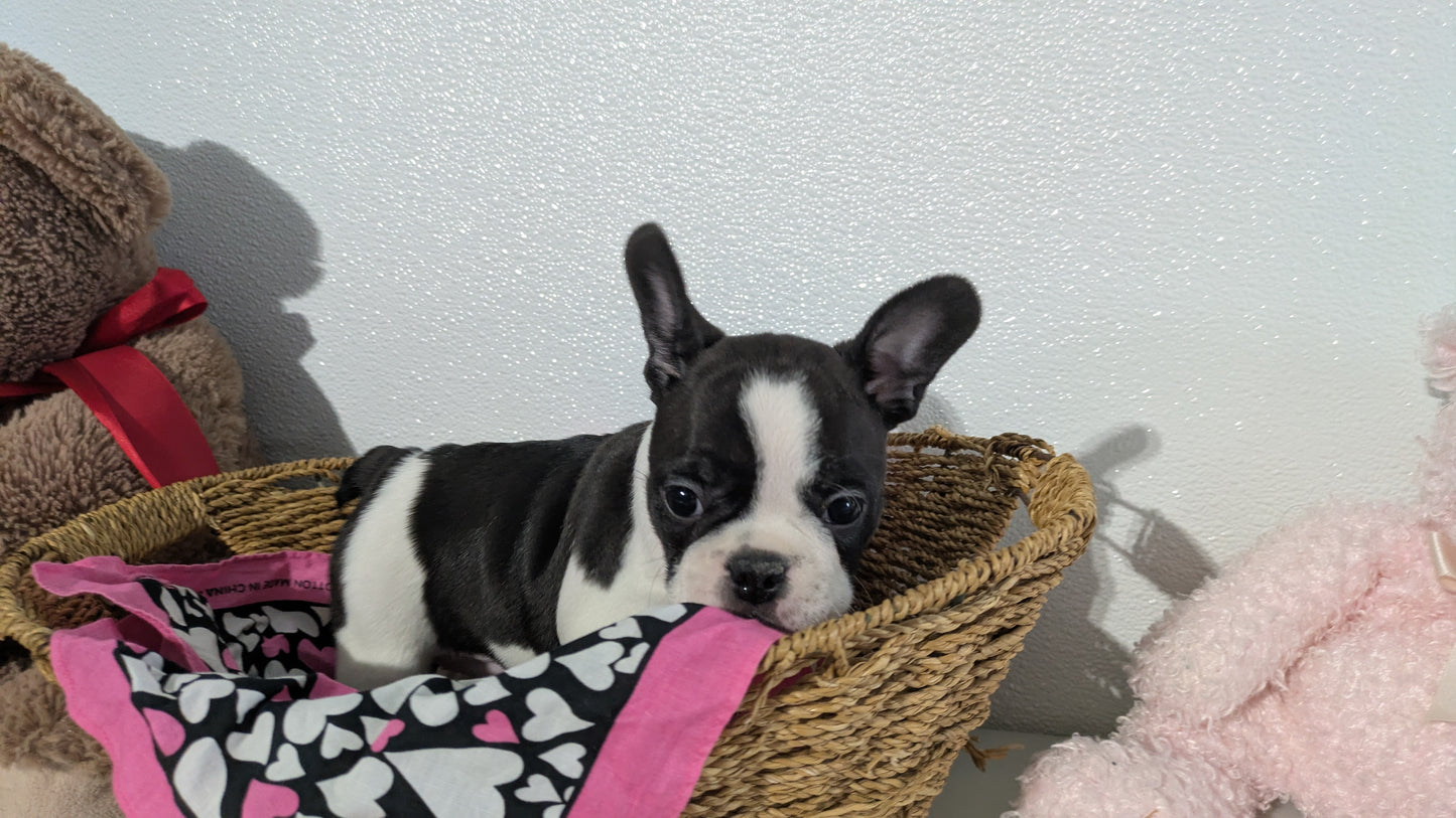 FRENCHTON (12/24) FEMALE