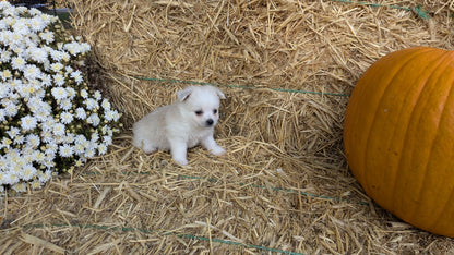 POMSKY-POO (08/13) FEMALE