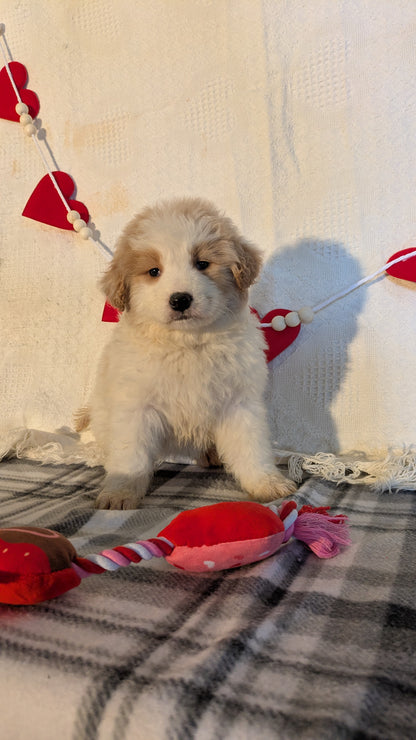 SAMOYED (12/14) FEMALE