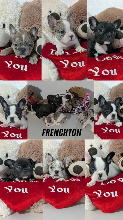 FRENCHTON (12/24) FEMALE