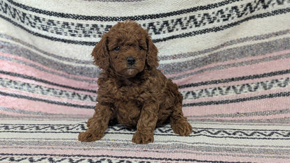 TOY POODLE (12/27) FEMALE