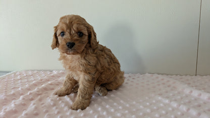 CAVAPOO (12/31) FEMALE